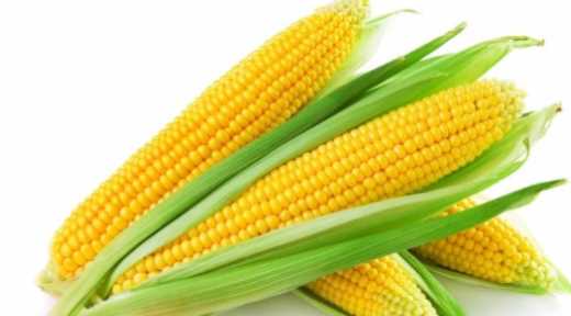 玉米蒸多久能蒸熟,蒸箱蒸玉米多久可以蒸熟圖5