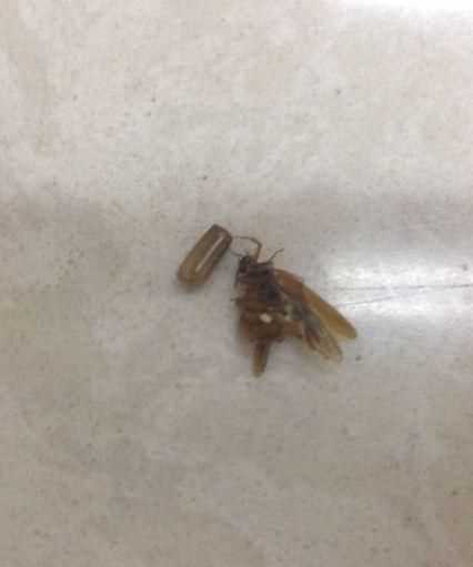 怎么消滅蟑螂蟲(chóng)卵