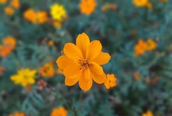 灌木種類(lèi),灌木樹(shù)種類(lèi)有哪些?圖2