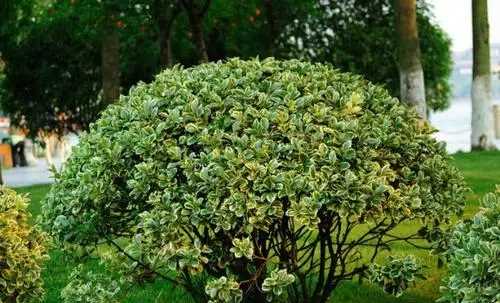 灌木種類(lèi),灌木樹(shù)種類(lèi)有哪些?圖3