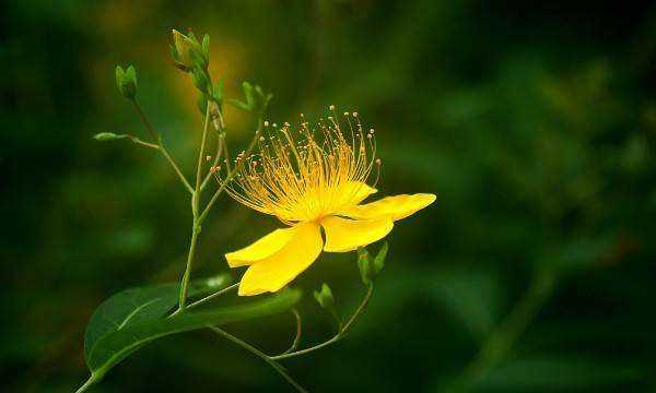 灌木種類(lèi),灌木樹(shù)種類(lèi)有哪些?圖5