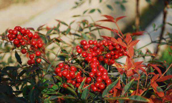 灌木種類(lèi),灌木樹(shù)種類(lèi)有哪些?圖6