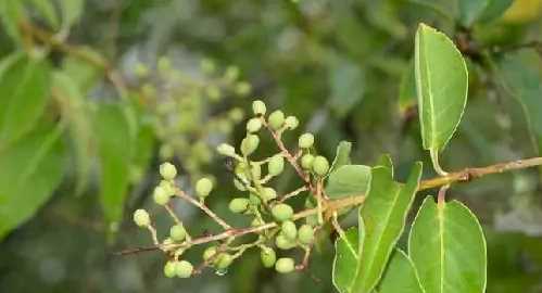 灌木種類(lèi),灌木樹(shù)種類(lèi)有哪些?圖7