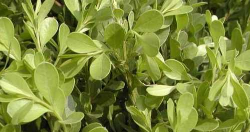 灌木種類(lèi),灌木樹(shù)種類(lèi)有哪些?圖8