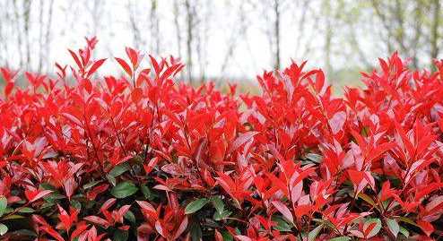 灌木種類(lèi),灌木樹(shù)種類(lèi)有哪些?圖9