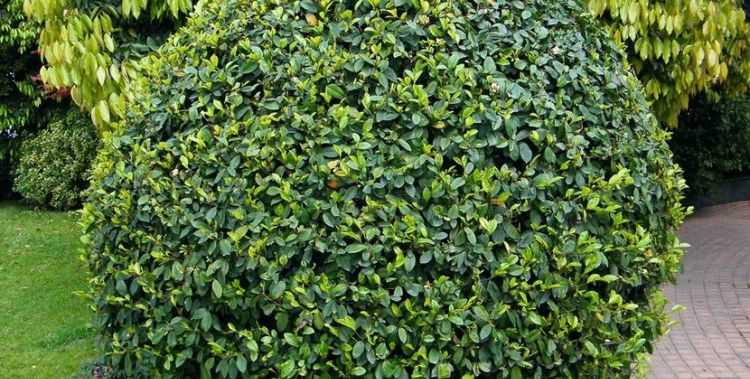 常見(jiàn)的喬木和灌木有哪些