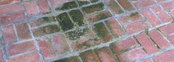 院子里長(cháng)青苔怎么去除,院子里青苔怎么清除 院子里青苔的解決方法視頻圖3