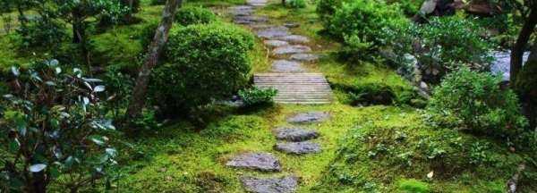 院子里長(cháng)青苔怎么去除,院子里青苔怎么清除 院子里青苔的解決方法視頻圖6