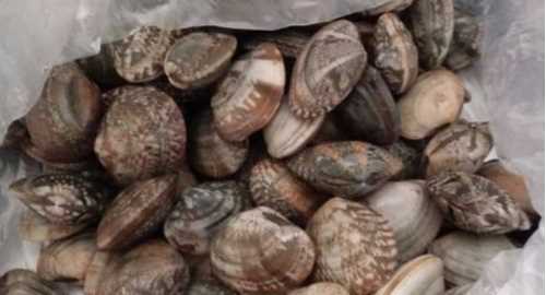 花蛤怎么保存一晚上,花蛤怎么保存到第二天圖4