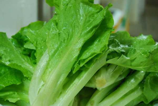 蠔油生菜怎么做竅門(mén),蠔油生菜怎么做才好吃又簡(jiǎn)單圖3