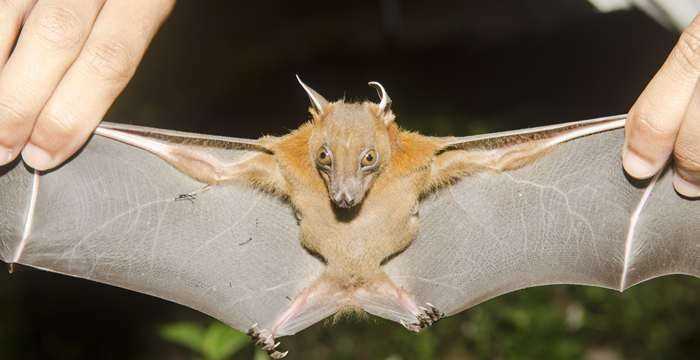 蝙蝠是獸類(lèi)還是鳥(niǎo)類(lèi)