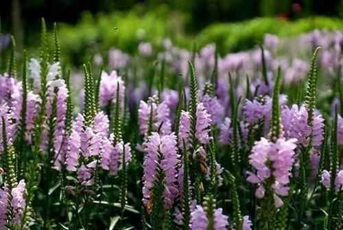 什么花有毒，什么花有毒?(全部)？圖1