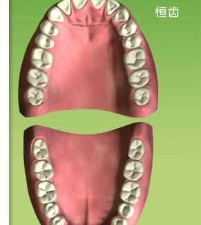 牙和齒有什么區別呀