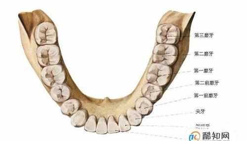 牙與齒意思的區別