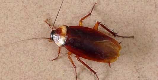 蟑螂多久會(huì )餓死，怎么才能切斷家里的水源徹底讓蟑螂餓死？圖2