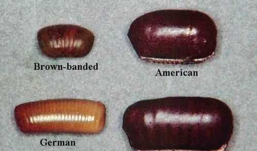 蟑螂多久會(huì )餓死，怎么才能切斷家里的水源徹底讓蟑螂餓死？圖7