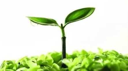 什么茶可以清熱去火,什么茶葉可以清熱解毒去火圖4