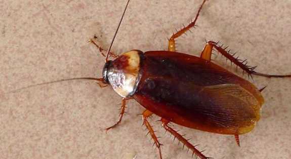 蟑螂在冰箱里能存活,蟑螂會(huì )跑到冰箱里面嗎圖1