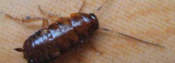 蟑螂在冰箱里能存活,蟑螂會(huì )跑到冰箱里面嗎圖3