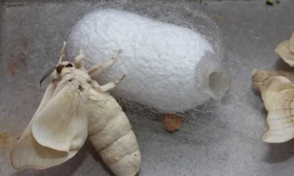 蠶的幼蟲(chóng)是昆蟲(chóng),要是判斷蠶是不是昆蟲(chóng)是看它是飛蛾還是蠶寶寶呢圖1