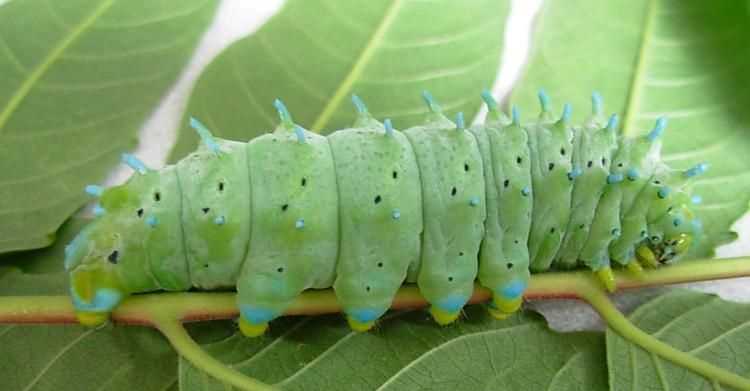 幼年蠶蟲(chóng)是不是昆蟲(chóng)類(lèi)