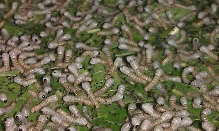 蠶寶寶是昆蟲(chóng)類(lèi)嗎