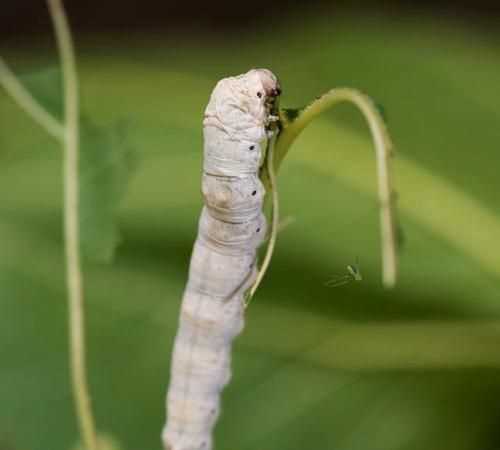 蠶寶寶是昆蟲(chóng)嗎?為什么?怎么寫(xiě)?