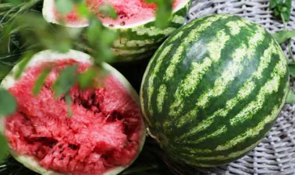 怎么分辨西瓜有沒(méi)有成熟,瓜農怎么辨別西瓜是否成熟圖1