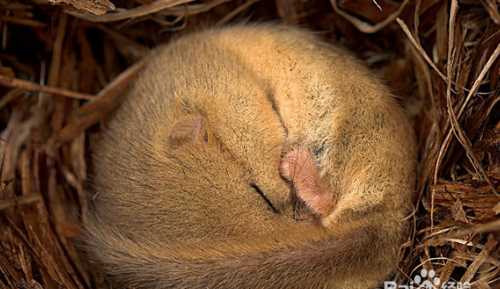 冬眠的動(dòng)物有哪些冬眠的動(dòng)物有哪些