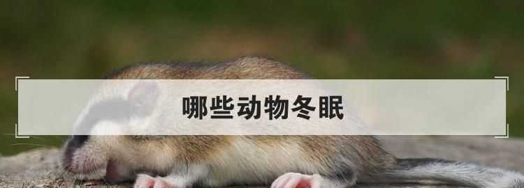 冬眠的動(dòng)物有哪些