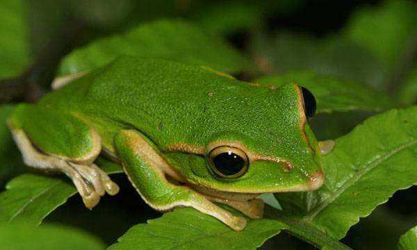 冬眠的動(dòng)物都有哪些,冬眠的動(dòng)物有哪些冬眠的動(dòng)物有哪些圖6