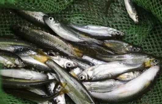 新冠期間海鮮可以吃,疫情期間吃帶魚(yú)安全嗎圖4