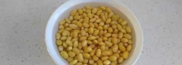 泡好的黃豆可以放幾天,黃豆水能存放多久變質(zhì) 泡好的黃豆可以放幾天呢圖1