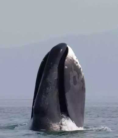 Grace是不是最長(cháng)壽的海洋動(dòng)物