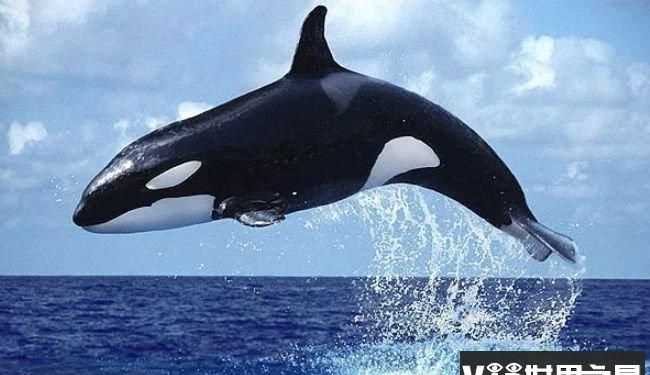 海龜是不是最長(cháng)壽的海洋生物