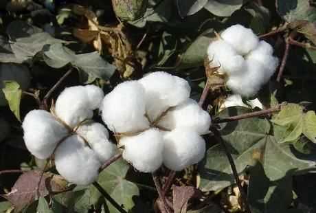 燒羊毛和燒棉花的區別,用燃燒的方法區別棉織品和羊毛織品的原理是什么呢圖4