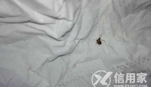 床上被蟑螂爬過(guò)還能睡嗎