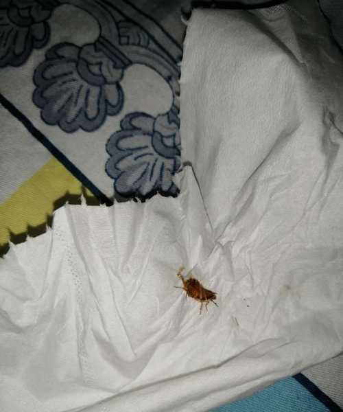 蟑螂爬過(guò)的皮膚會(huì )立刻過(guò)敏嗎