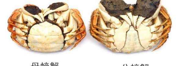 螃蟹有黃的是公還是母,有黃的螃蟹是公的還是母的吃的圖1