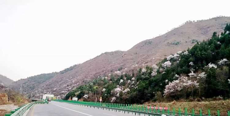 宕昌到西和高速最新情況