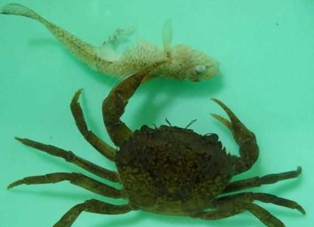 螃蟹剝開(kāi)里面蟹黃是正常的，旁邊卻有綠色的東西，還能吃嗎