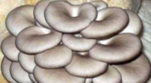 蘑菇放冰箱長(cháng)白毛能吃,蘑菇放冰箱長(cháng)白毛還能吃嗎圖1