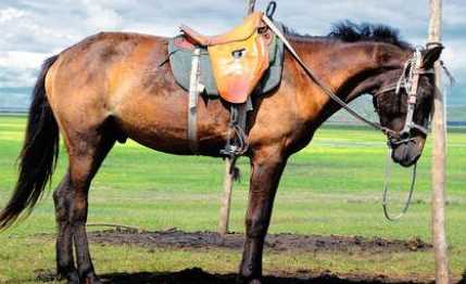 馬是怎么睡覺(jué)的,馬是躺著(zhù)睡覺(jué)的嗎圖4