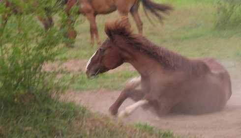 馬是怎么睡覺(jué)的,馬是躺著(zhù)睡覺(jué)的嗎圖5