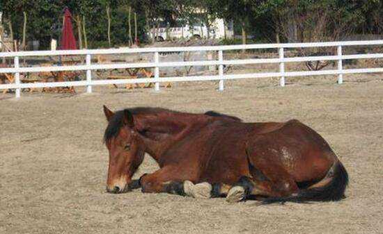 馬是怎么睡覺(jué)的,馬是躺著(zhù)睡覺(jué)的嗎圖7