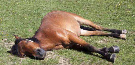 馬是怎么睡覺(jué)的,馬是躺著(zhù)睡覺(jué)的嗎圖8