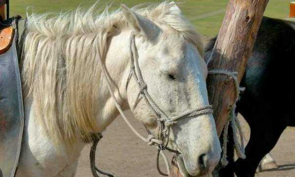 馬是怎么睡覺(jué)的,馬是躺著(zhù)睡覺(jué)的嗎圖9