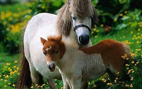 馬是怎么睡覺(jué)的,馬是躺著(zhù)睡覺(jué)的嗎圖10