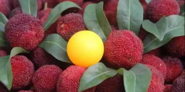 夏天應季水果蔬菜有哪些,夏天的蔬菜有哪些應季的圖2