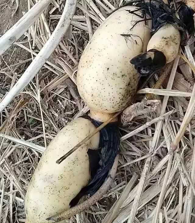 藕洞里有黑膜能吃嗎，藕空洞中間是黑的怎么處理？圖2